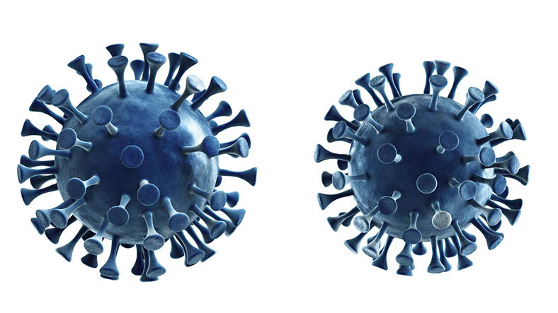 3-D-Darstellung von zwei Coronavirus-Zellen in blauer Farbe vor weißem Hintergrund