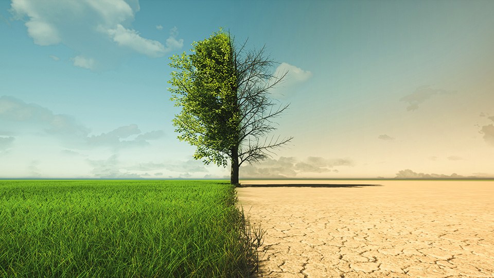 Baum, dessen eine Hälfte verdorrt ist, auf der Grenze zwischen grüner Vegetation links und Wüste rechts.