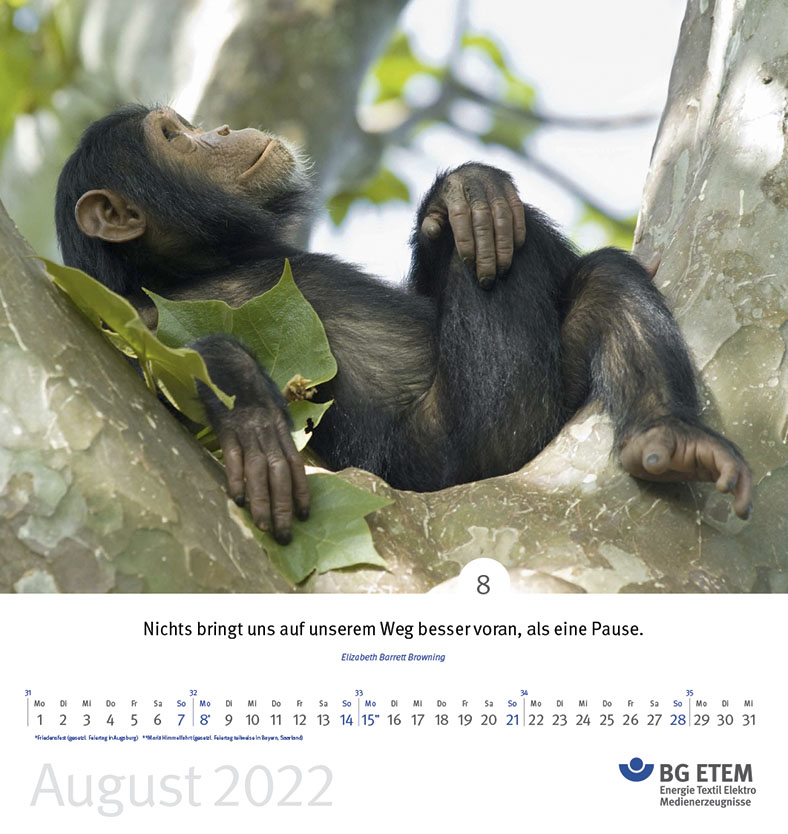BG ETEM Kalenderblatt August 2022 mit Motiv Schimpanse in einer Astgabel liegend.