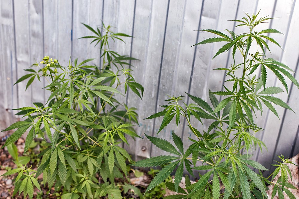 Sucht und Suchtprävention: Cannabispflanzen vor einer grauen Metallwand.