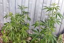 Sucht: Cannabispflanzen