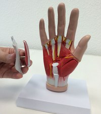 Handschuh-Parcours: Anatomie der Hand