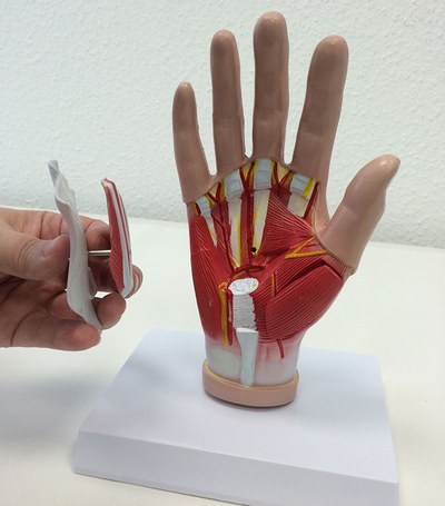 Anatomisches Modell einer Hand mit herausnehmbaren Teilen.