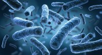 Legionellen: Symbolbild Bakterien
