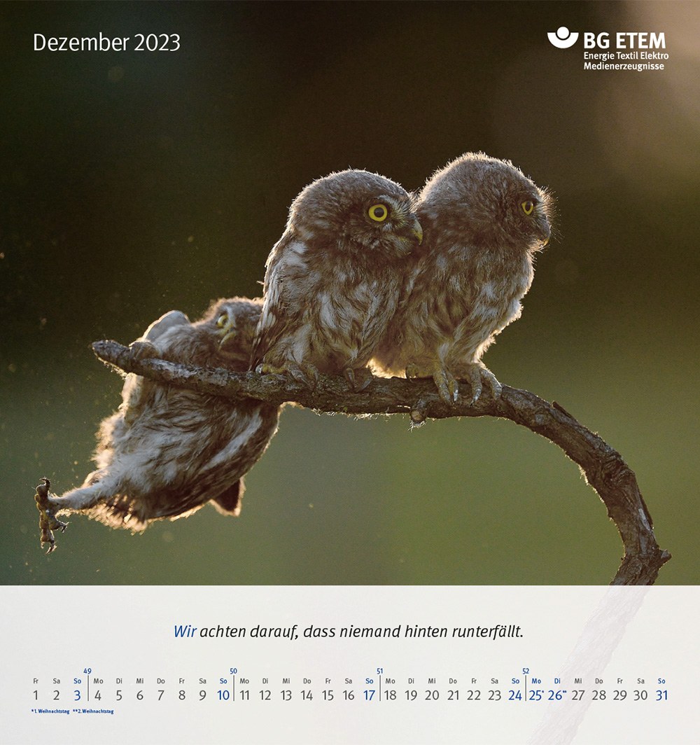 Kalenderblatt Dezember 2023 mit Motiv: Drei Käuzchen auf einem Ast.